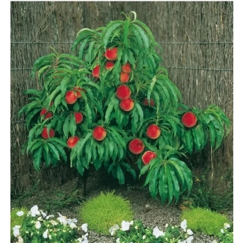 BRZOSKWINIA HARNAŚ kolumnowa - sadzonki 120 / 140 cm